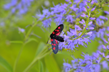 Butterfly Zygaena filipendulae on the blue veronica flower sitting