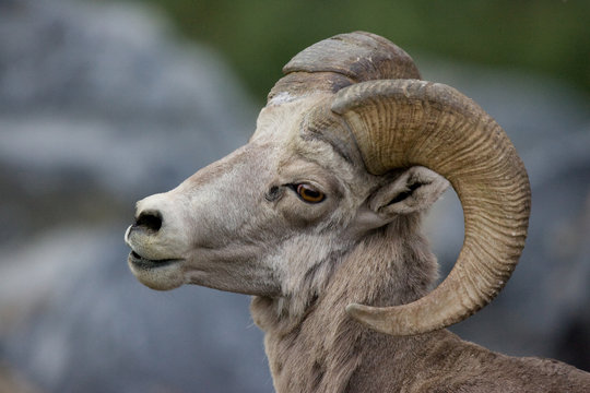A cute bighorn sheep that was roaming around near Going to the Sun Road in Glacier National Park, Montana.