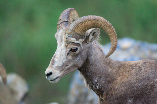 A portrait of a young bighorn sheep hanging out near the Going to the Sun Road in Glacier National Park, Montana.