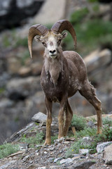 A male bighorn sheep standing his ground and giving us clear signals that he wanted us to move along. Taken near Going to the Sun Road in Glacier National Park.