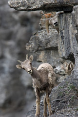 Naklejka na ściany i meble A few young bighorn sheep curiously watching us from around the corner of a rock. This photo was taken along Going to the Sun Road in Glacier National Park.