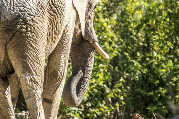 Naklejka premium Detail rear view of african elephant