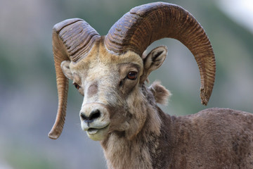 A close shot of a bighorn sheep looking towards the camera in Glacier National Park.