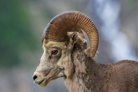 A close shot of a bighorn sheep that is shedding during spring at Glacier National Park.