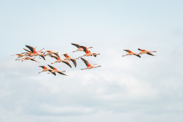 Fototapeta premium Flying Rosy Flamingos at Nimez Birds Reservation area, Patagonia