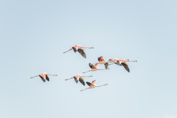 Flying Rosy Flamingos at Nimez Birds Reservation area, Patagonia © neurobite