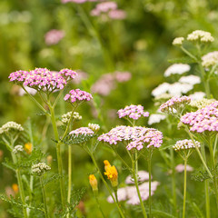 flowering yarrow on a summer meadow