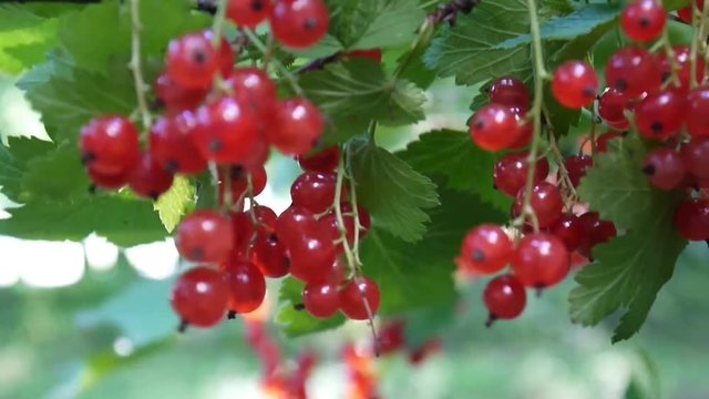 Red Ribes rubrum berries on the plant close-up HD footage - The redcurrant deciduous shrub fruit natural shallow video static camera