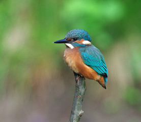 Kingfisher on a green background