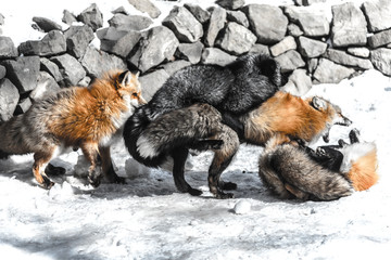 fox mating in winter season