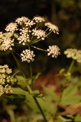 Aegopodium podagraria