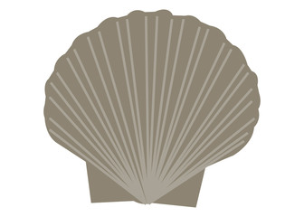 Seashell vector cartoon line art illustration