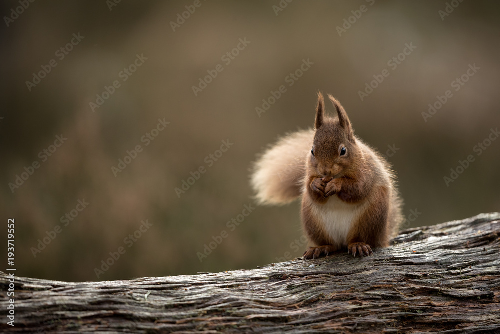 Canvas Prints red squirrel perched on a log head on eating a hazelnut with muted green and brown background.