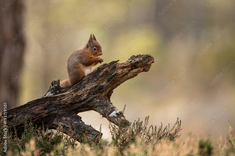 Wall mural red squirrel eating a hazelnut perched on a log with a green and brown background and heather in the