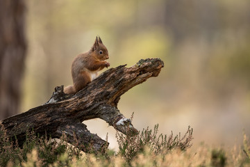 Red Squirrel eating a hazelnut perched on a log with a green and brown background and heather in the foreground.