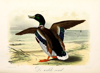 Illustration of a bird.