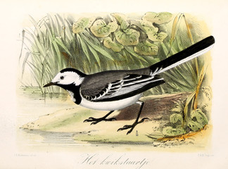 Illustration of a bird.