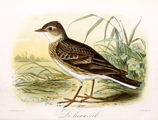 Illustration of a bird.