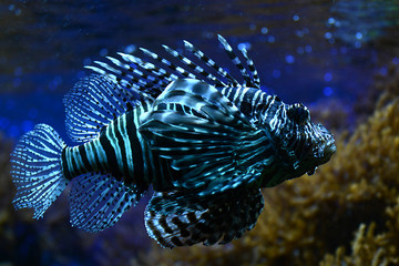 exotischer, blauer Fisch