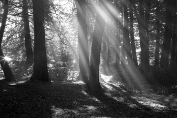sunshine in the forest