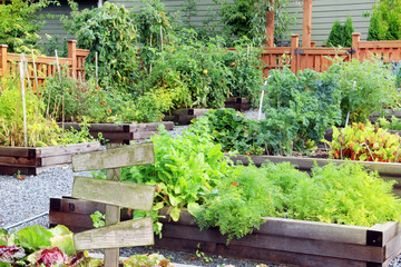 Fruit and vegetable garden
