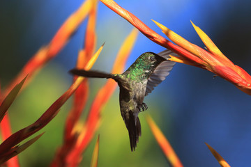 Beija-flor