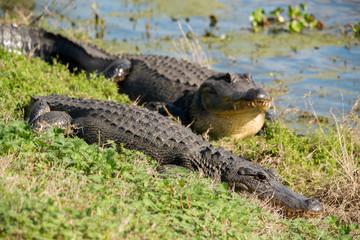 American Alligators at Brazos Bend State Park