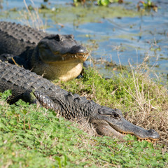 Alligators at Brazos Bend State Park