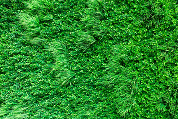 Green grass field background.