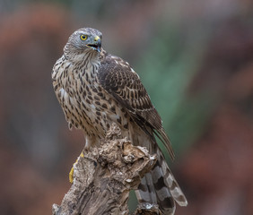 Despite its medium size, the northem goshawk - an eminently forest raptor with discreet habits - is one of our most famous winged hunters, capable of hunting prey of the size of a hare. Bird endowed w