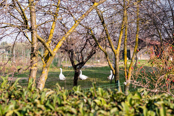 La campagna al mattino