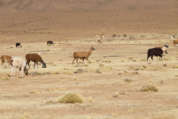Fototapeta na wymiar Bolivian llama breeding,Bolivia