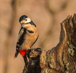 woodpeckers eating breakfast in the mountain of Cantabria highlighting the beauty and colors of their feathers