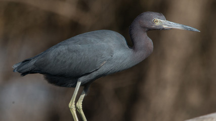 Little Blue Heron at Brazos Bend State Park