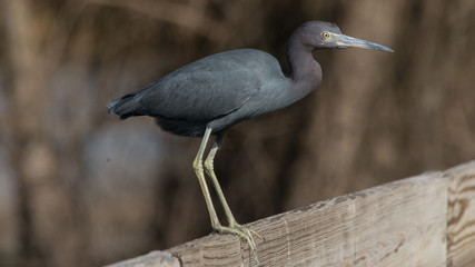 Little Blue Heron at Brazos Bend State Park