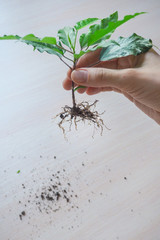 Plant seedling for planting. Breeding of hibiscus.

