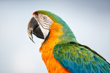 Obraz premium A portrait of a colorful Macaw taken in the Bahamas on Farmer's Cay.