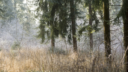Fototapeta premium Im Wald an einem kalten Wintermorgen