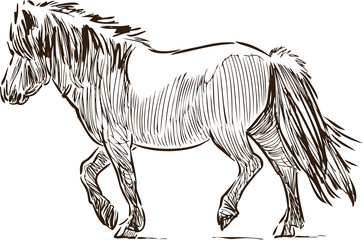 Sketch of a walking pony