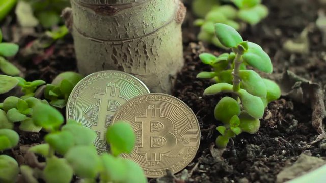 Bitcoins among little Crassula Money trees. Concept of investment, opportunities and consistency. BTC among symbol of well-being