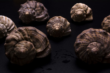 pattern from shells of rapans on black