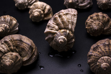 pattern from shells of rapans on black