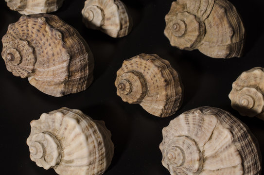 pattern from shells of rapans on black