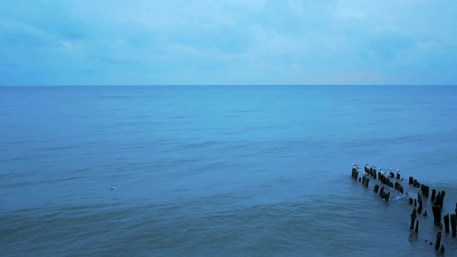 Seagulls on winter sea
