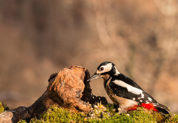 woodpeckers eating breakfast in the mountain of Cantabria highlighting the beauty and colors of their feathers