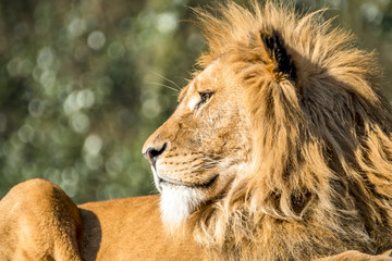 Close-up of male lion lying on a branch