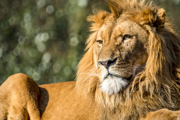 Close-up of male lion lying on a branch