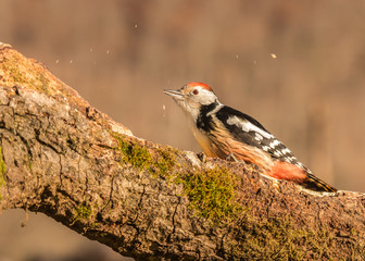 woodpeckers eating breakfast in the mountain of Cantabria highlighting the beauty and colors of their feathers