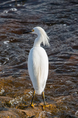 Egret in Brazos Bend State Park