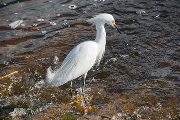 Egret in Brazos Bend State Park